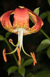 Carolina lily